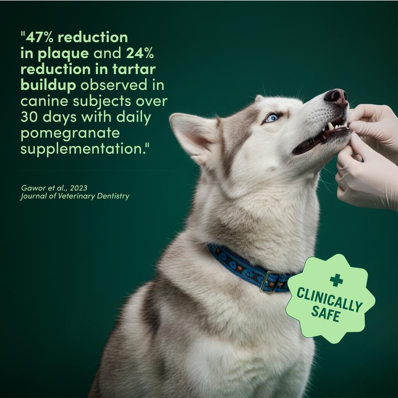 The Dog Dental Powder